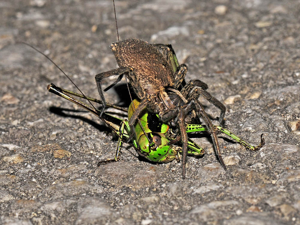 Hogna radiata - Borrello (CH)